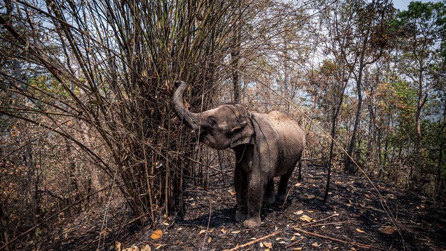 Elefantes mal alimentados e acorrentados em lugares turísticos vazios devido à pandemia do coronavírus estão passando fome na Tailândia - THAI ELEPHANT ALLIANCE ASSOCIATION/AFP