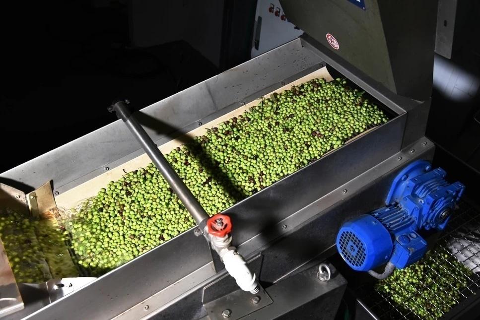 Primeiro, são retirados galhos e folhas, e as azeitonas passam por um banho - Divulgação/Prosperato