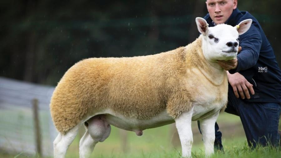 Cordeiro foi vendido por 367.500 libras (cerca de R$ 2,7 milhões) em feira na Escócia - Divulgação/Texel Sheep Society