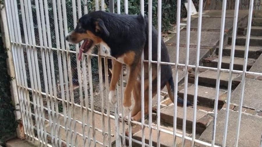 Cachorro que ficou entalado em portão em Poços de Caldas (MG) - Divulgação