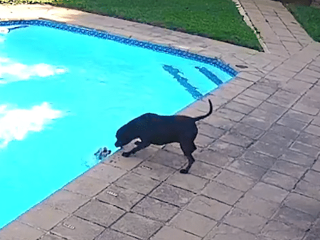 O salvamento levou tempo, mas o cãozinho foi retirado da piscina - Reprodução/Facebook/Byron Thanarayen