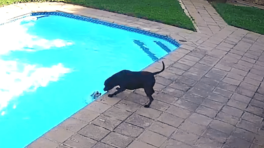 O salvamento levou tempo, mas o cãozinho foi retirado da piscina - Reprodução/Facebook/Byron Thanarayen