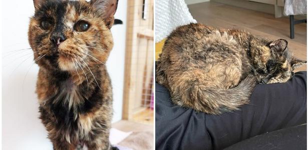 The 27-year-old cat is the oldest living cat in the world