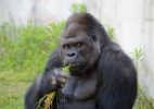Gorila sedutor conquista visitantes em zoológico no Japão - Higashiyama Zoo and Botanical Gardens/AFP