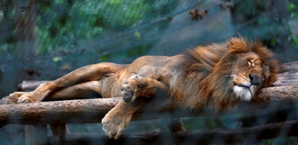Leão dorme em sua jaula no zoológico de Caricuao, em Caracas