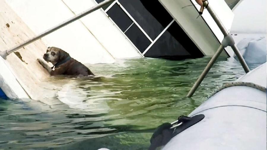 Cachorro foi resgatado de barco que estava afundando em praia na Flórida.  - Reprodução/ViralHog