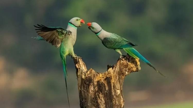 Advantage points - ACHINTYA MURTHY / NATURE TTL - ACHINTYA MURTHY / NATURE TTL