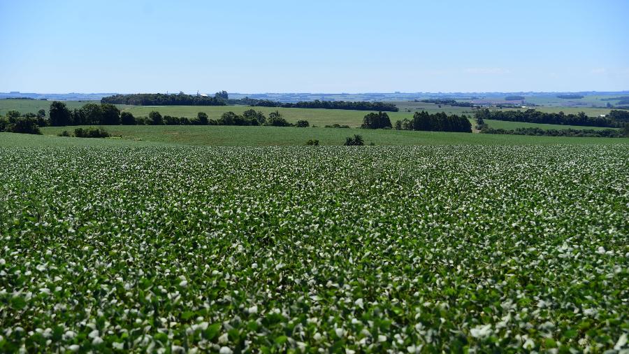 14.fev.2022 - Plantação de soja afetada pela estiagem há dois anos na região de Mormaço (RS)