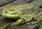 Sapo canibal que chega a 1kg e viveu com dinos está ameaçado de sumir: 