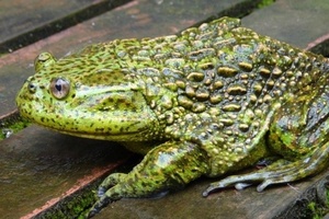 Sapo canibal que chega a 1 kg e viveu com dinos está ameaçado de sumir: 'Fóssil vivo' (Foto: Reprodução/Flickr)