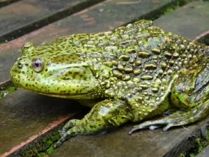 Sapo canibal que chega a 1kg e viveu com dinos está ameaçado de sumir: 'Fóssil vivo'