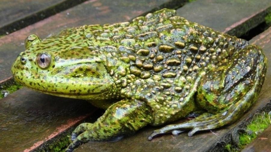 O sapo gigante Calyptocephalella gayi