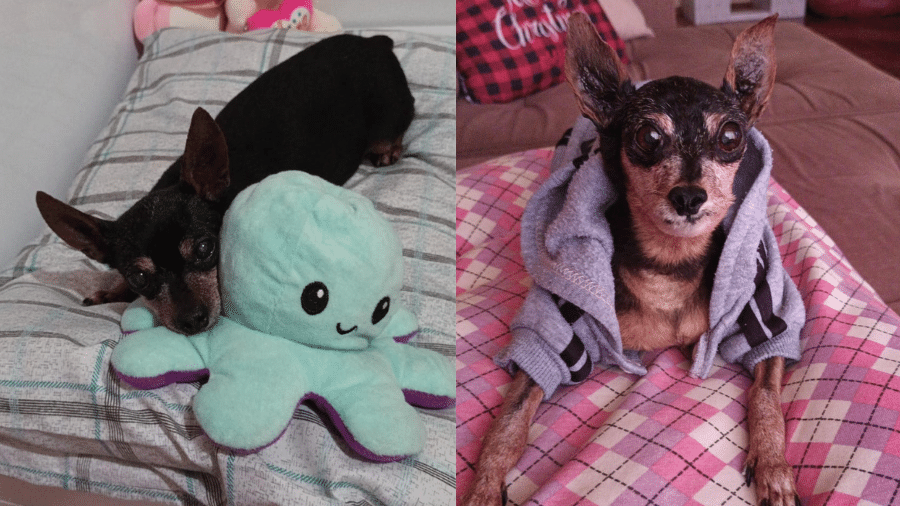 Toby enquanto estava vivo (à esquerda) e depois da taxidermia (à direita) - Arquivo Pessoal