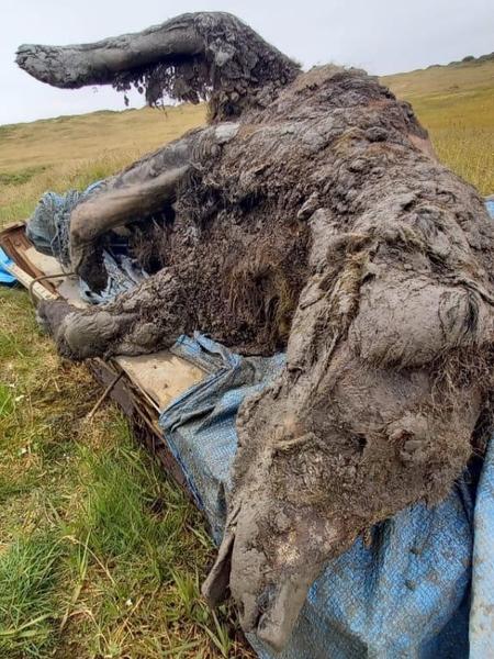 O urso foi encontrado por pastores de renas no permafrost da Sibéria - North-Eastern Federal University - North-Eastern Federal University