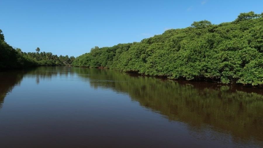 Manguezal é considerado um ecossistema essencial para o planeta: é berçário da vida marinha e contribui para o combate do aquecimento global - Clemente Coelho Júnior/Divulgação