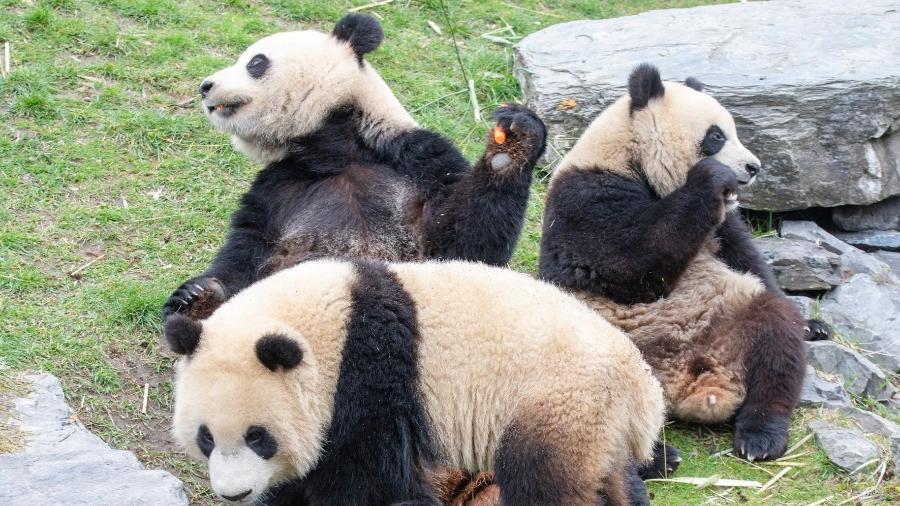 Panda são chamados de "gigantes" pelo próprio zoológico - Reprodução/Facebook