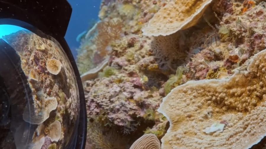 Recife de corais descoberto no Taiti fica entre 30 e 65 metros de profundidade e já é considerado um dos maiores do mundo, segundo a Unesco - Reprodução/Unesco