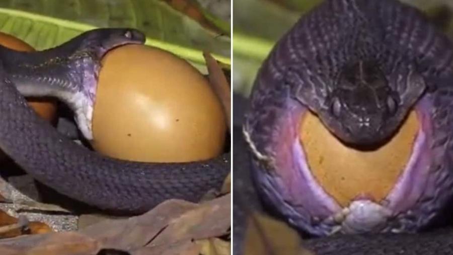 Réptil engole lentamente o ovo e, eventualmente, coloca tudo em sua garganta. - Reprodução/Instagram