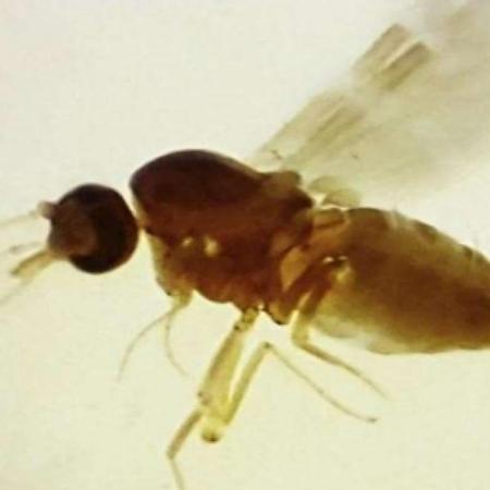 Mosquito maruim, transmissor da febre oropouche 