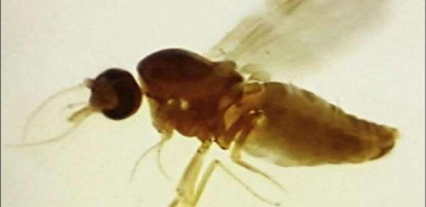 Orobucha cases 'emerge from the shadow' of dengue