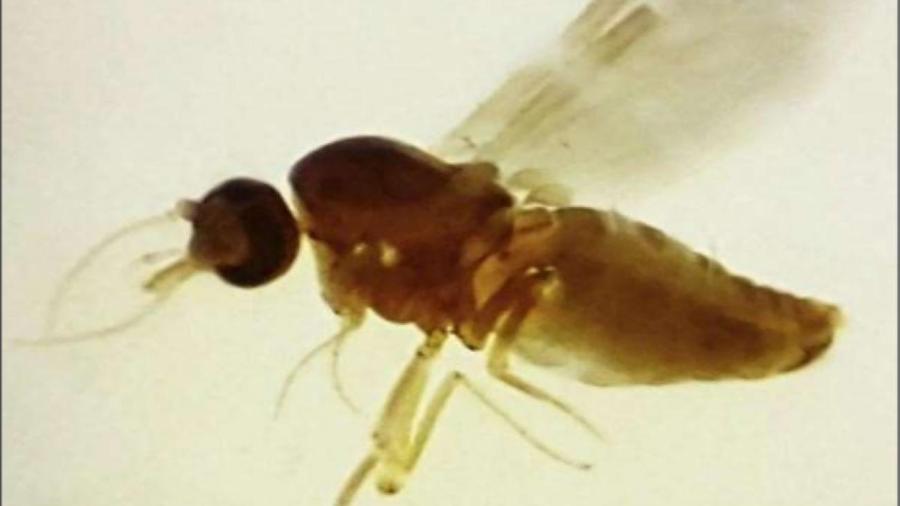 Mosquito maruim, transmissor da febre oropouche 
