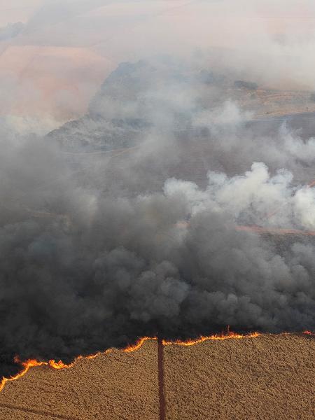 Queimada em plantação de cana de açúcar em Dumont, SP, em 24 de agosto de 2024 - JOEL SILVA/REUTERS