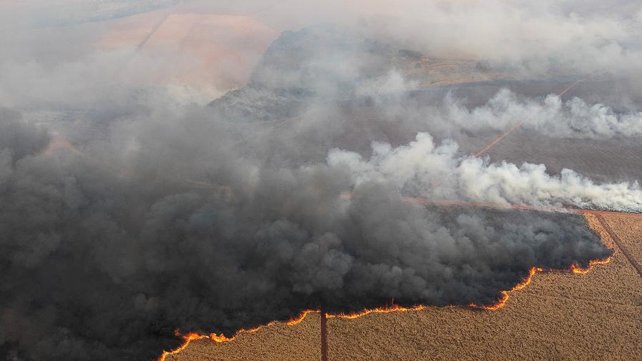 Incêndio em plantação de cana de açúcar em Dumont, SP, em 24 de agosto de 2024