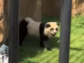 Zoológico na China admite que pintou cachorros para se parecerem com pandas