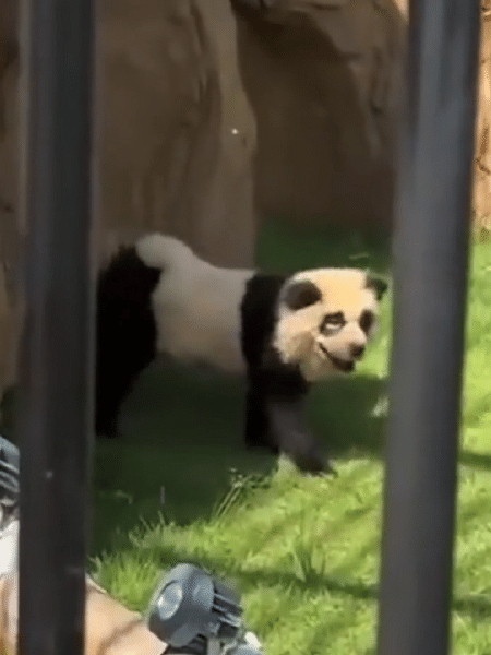 Um dos "cachorros-panda" presente no zoológico - Foto: Reprodução/TikTok