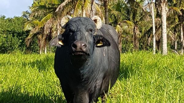 Animal na fazenda Trevo dos Búfalos, em Arraial d'Ajuda, município de Porto Seguro (BA) 