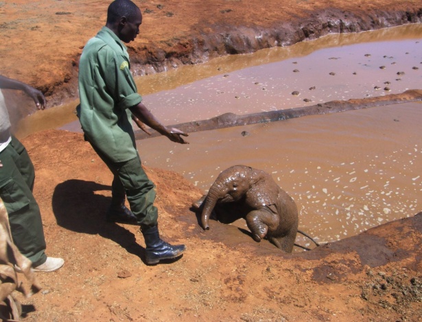 Filhote de elefante é resgatado no Parque Nacional de Tsavo, no Quênia - The David Sheldrick Wildlife Trust/Divulgação