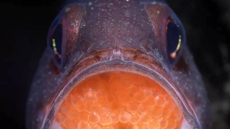 Caviar - TALIA GREIS / NATURE TTL - TALIA GREIS / NATURE TTL