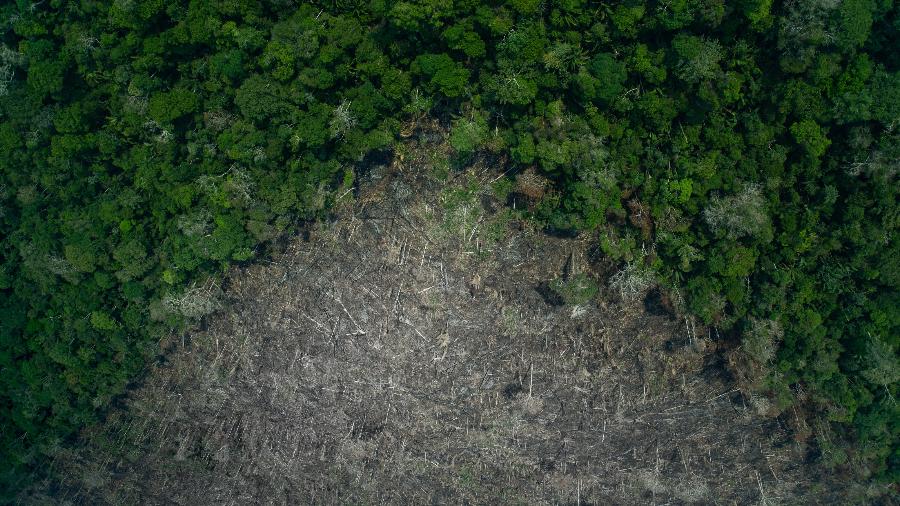 Desmatamento de mais de 100 hectares dentro da TI Karipuna na região do Rio Formoso, Rondônia - Christian Braga/Greenpeace