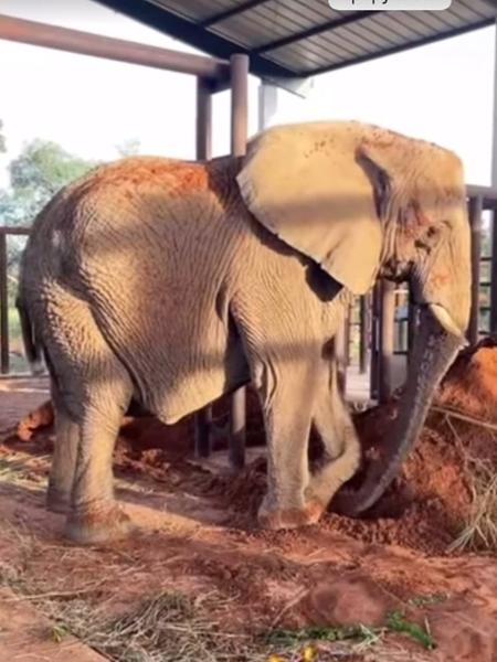 Em vídeo publicado no Instagram, Santuário mostra Pupy jogando areia no próprio corpo, um bom sinal de adaptação, segundo os veterinários - @elefantesbrasil/Instagram/Reprodução de vídeo