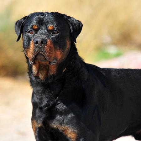 Rottweiler - Getty Images/iStockphoto