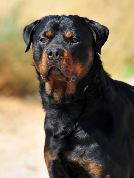 Cão da raça Rottweiler - Getty Images/iStockphoto