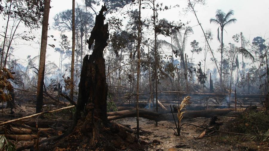 Foto feita por Edmar Barros em Lábrea (AM), após queimadas na região - Edmar Barros