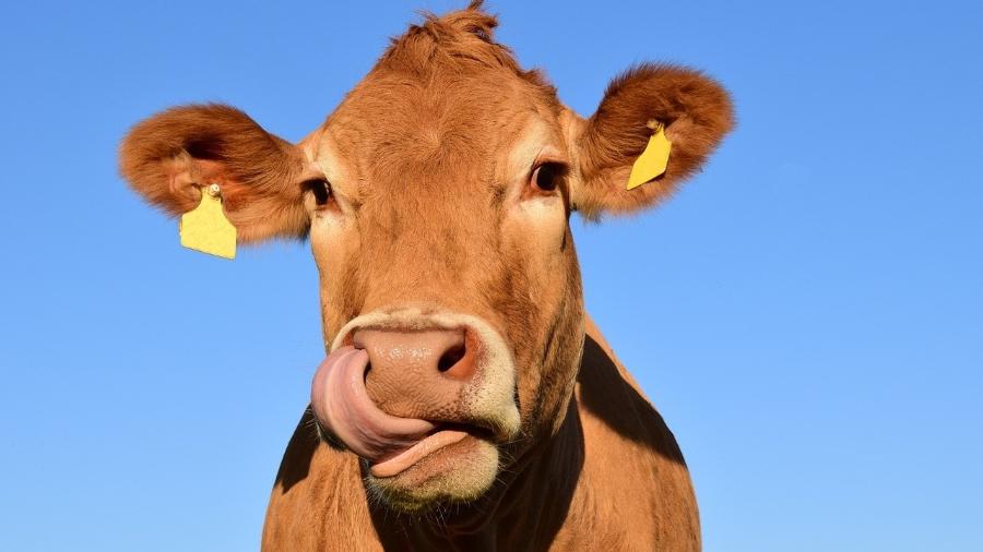 Imagem meramente ilustrativa de uma vaca;  no País, 71,85% das emissões de metano vêm da agropecuária - Imagem de Ulrike Leone por Pixabay