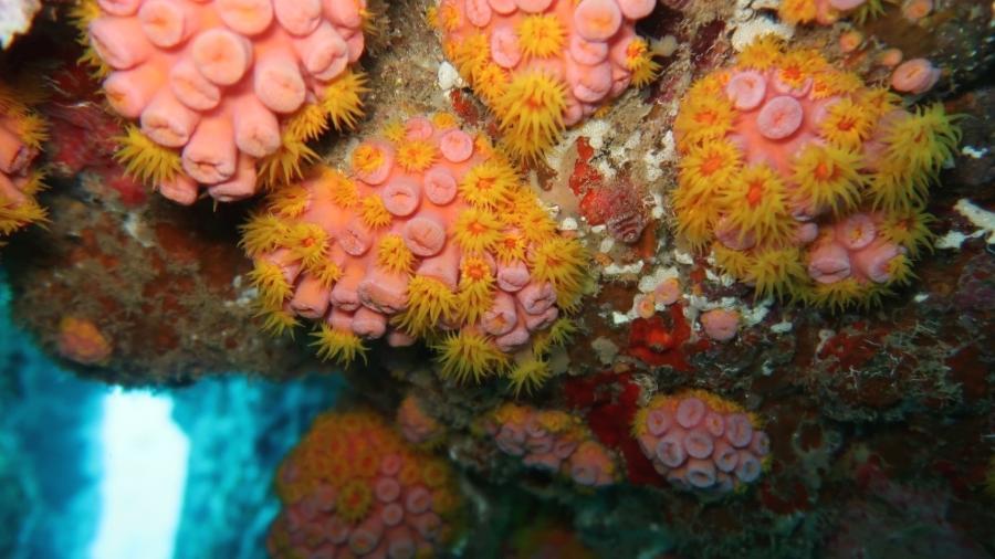 Apesar da beleza do coral-sol, esse animal é invasor em águas brasileiras