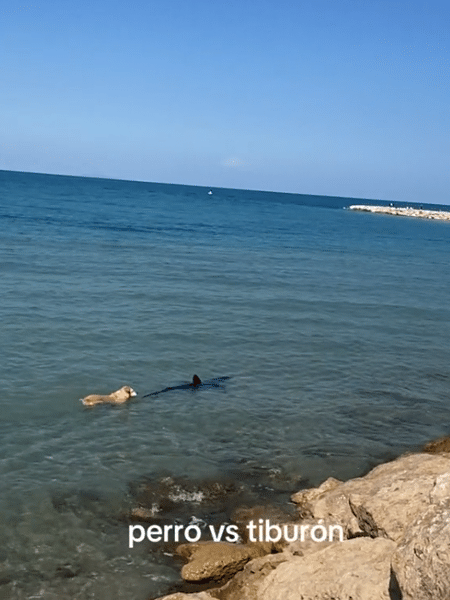 Cachorro pula no mar e morde cauda de tubarão na Espanha