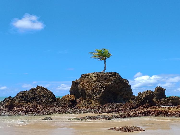 Coqueiro solitário é um símbolo de Tambaba Coqueiro solitário é um símbolo de Tambaba