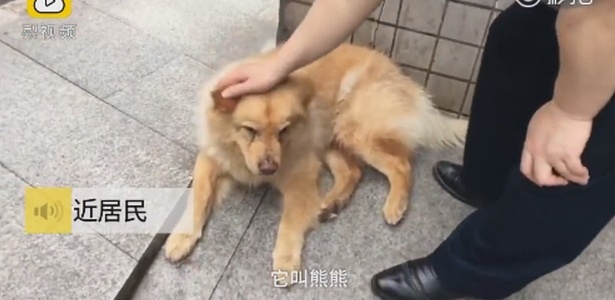Xiongxiong esperava do lado de fora de uma estação de metrô pelo retorno de seu dono do trabalho - Pear Video