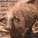 25.jan.2019 - Animal fica coberto de lama após rompimento de barragem da Vale em Brumadinho (MG) - Reprodução/TV Record