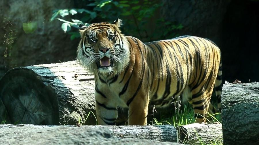 O tigre-da-Sumatra Sanjiv, que atacou cuidadora em zoológico nos EUA - Reprodução/Facebook