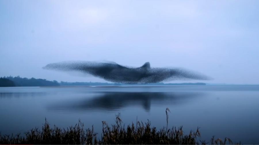 Em imagem capturada pelo fotógrafo James Crombie, aves se aglomeram em uma "nuvem de pássaro" - Reprodução/Youtube