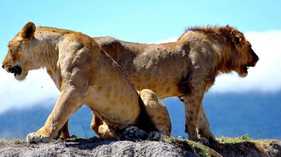 Incidente aconteceu próximo da reserva Ngorongoro - Reprodução/Ngorongoro Conservation Area