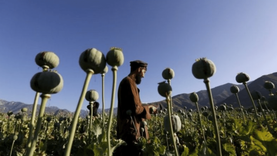 Afegão em campo de papoula, em foto de 2016; dados de 2019 apontam que a produção do ópio respondia por quase um terço do PIB do país - Reuters