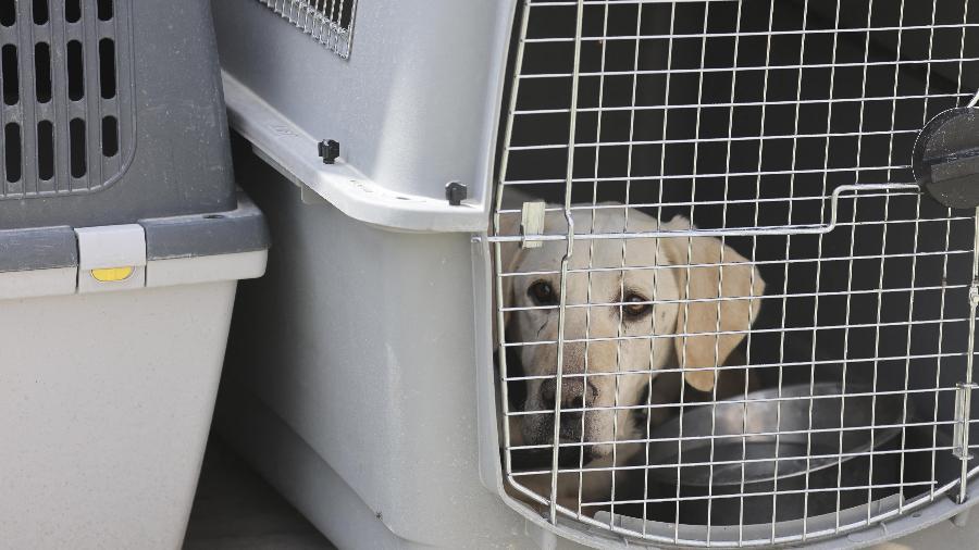 Dezenas de cachorros foram abandonados no aeroporto de Cabul durante as caóticas operações de retirada após o retorno dos talibãs ao poder - Karim SAHIB / AFP