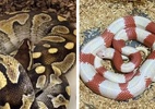 Homem é preso por tráfico de cobras exóticas; polícia achou 47 serpentes - Reprodução: TV Tem