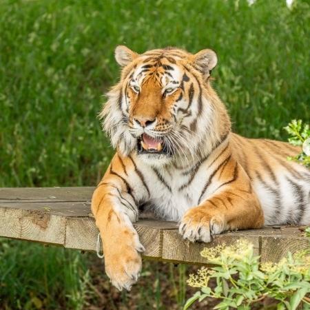 Um dos tigres do Yorkshire Wildlife Park Um dos tigres do Yorkshire Wildlife Park
